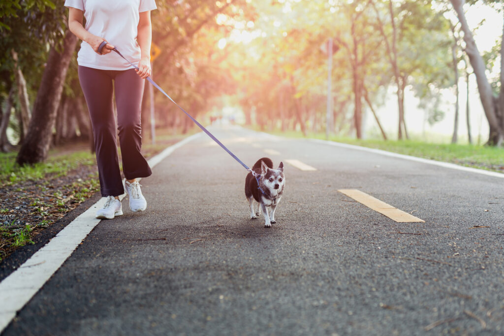 a woman is walking a chihuahua on a walking path during sunrise