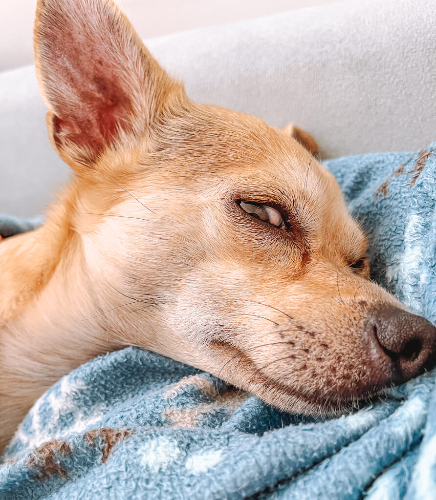 a tan chihuahua dogs' eyes rolling back when sleeping