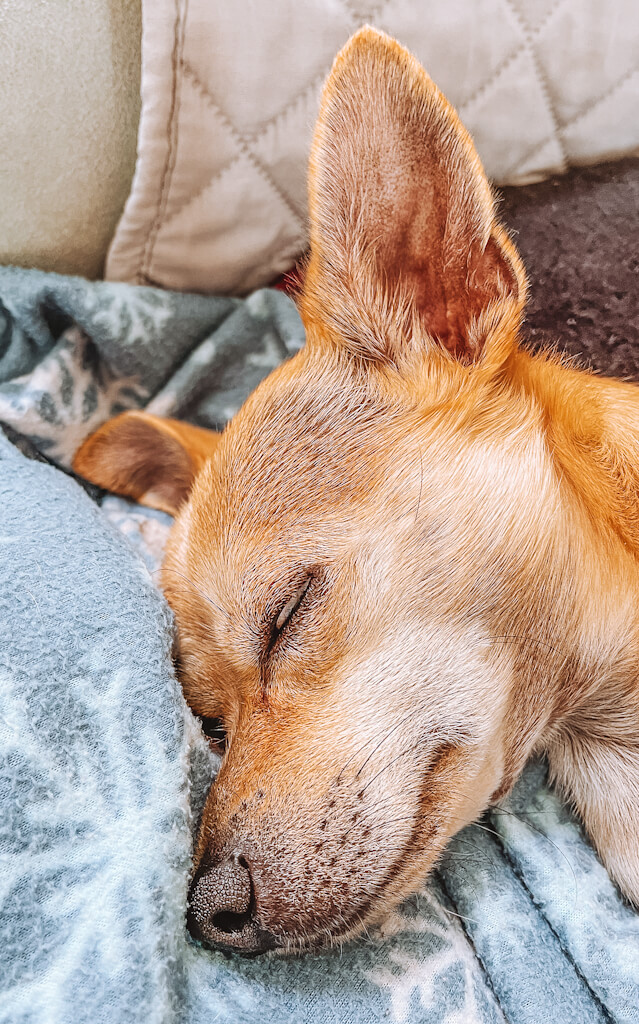 a tan chihuahua dogs' eyes rolling back when sleeping