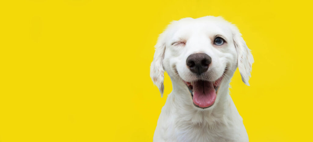 a white dog is winking with one eye closed and one blue eye open with a yellow background