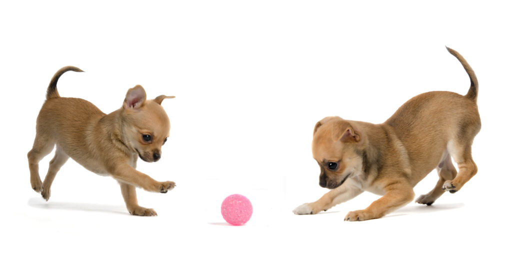 two tan chihuahuas are playing with a pink ball