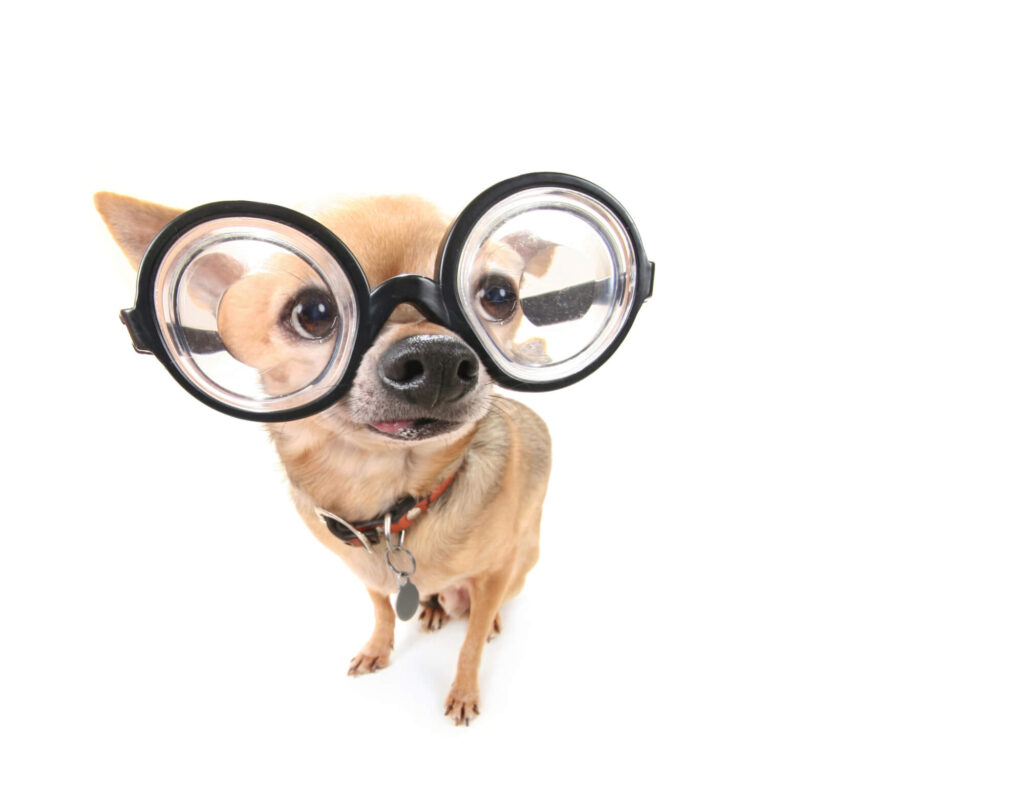 a tan chihuahua is wearing big black glasses because he is smart