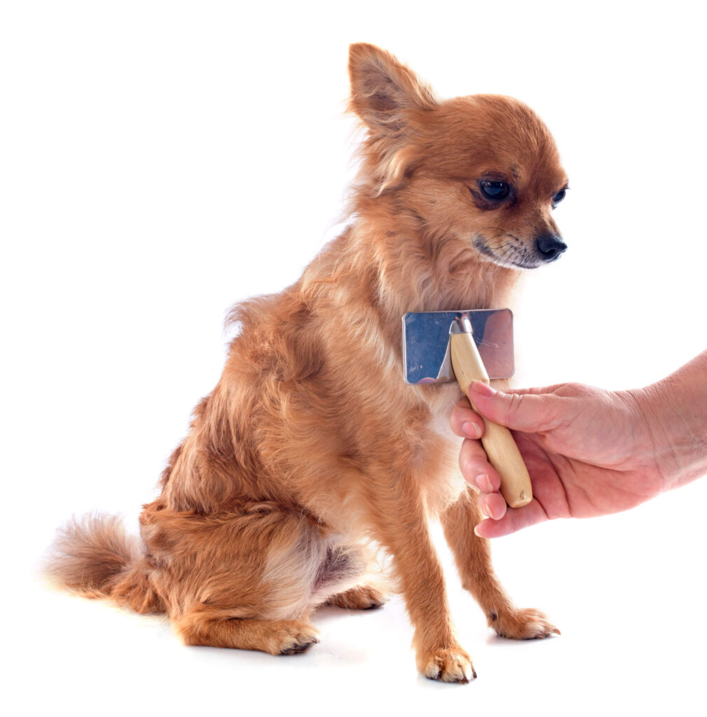 a tan long-haired chihuahua  is siting and getting brushed