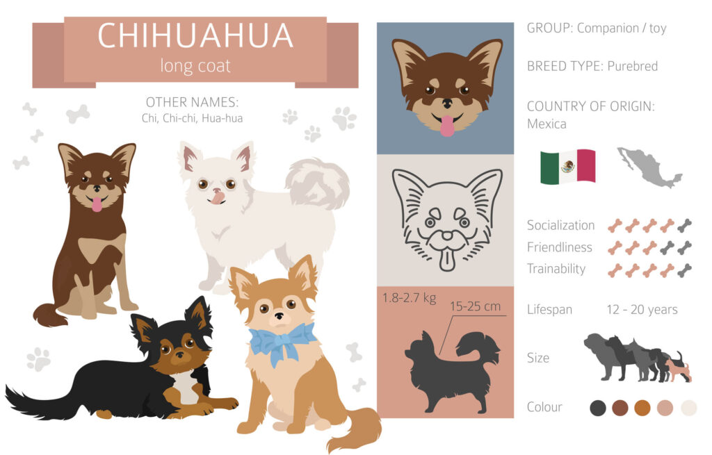 a diagram with the characteristics or long-haired chihuahuas