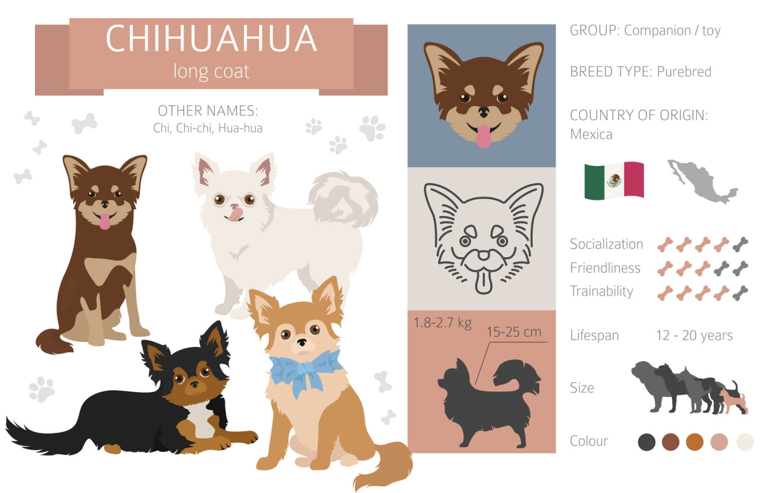 Long-Haired Chihuahuas: The Ultimate Guide