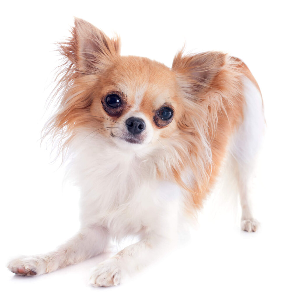 a tan and white long-haired chihuahua in a play bow