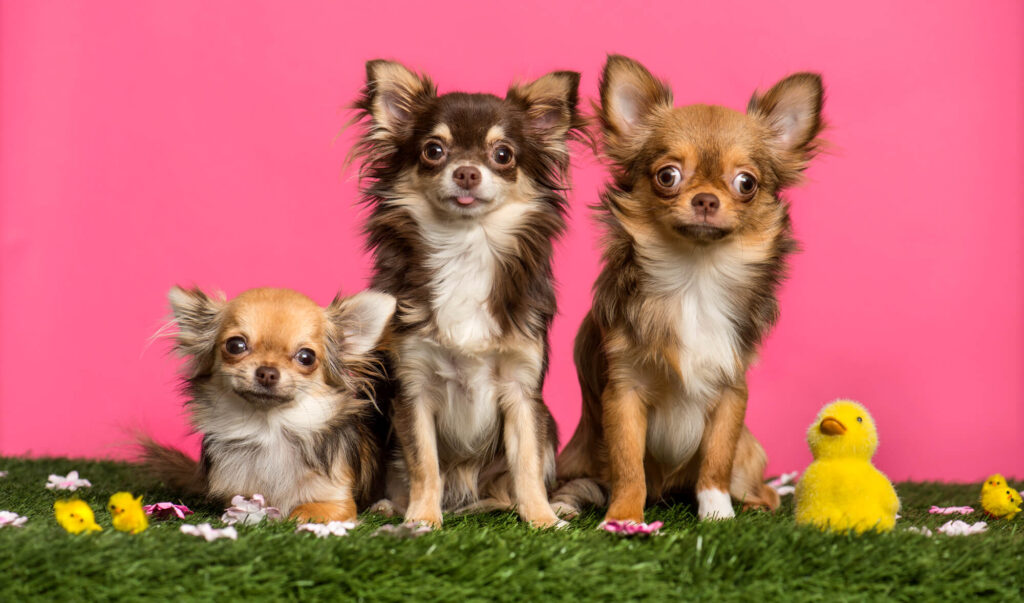 3 long-haired chihuahuas sitting in fake grass with a pink background