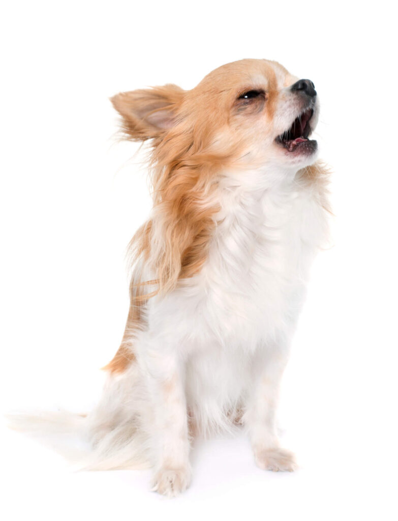 a tan and white long-haired apple head chihuahua has its mouth open like its talking