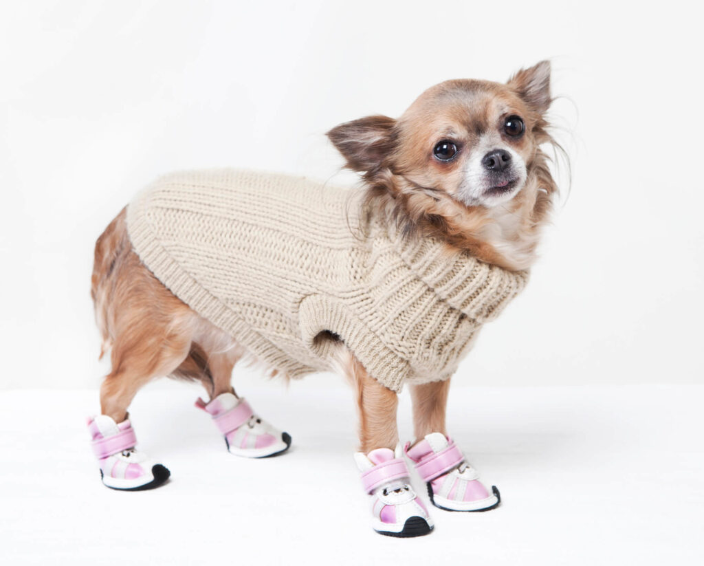 a long-haired chihuahua is wearing a tan sweater and pink booties