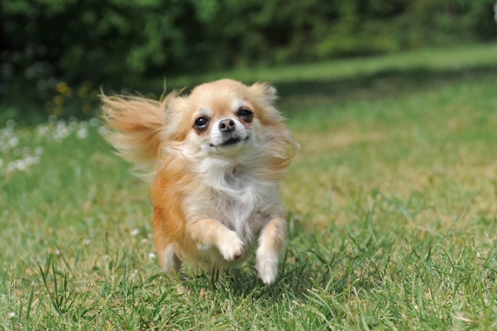 a tan and white long-haired chihuahua is running in the grass