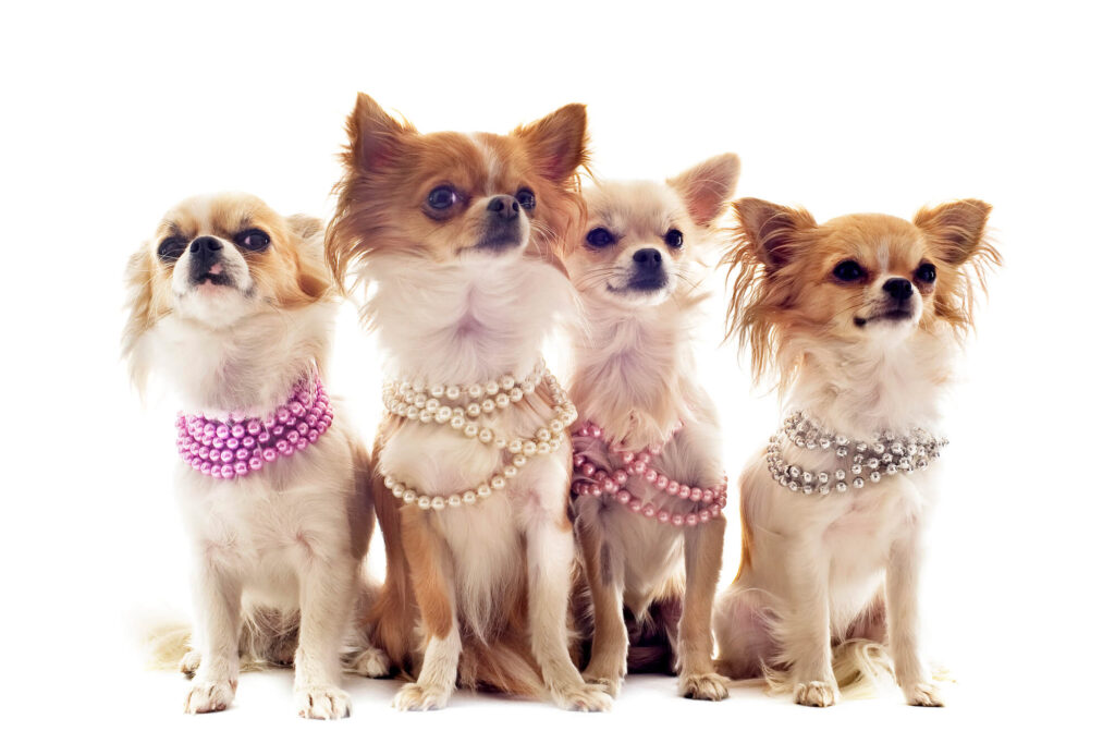 4 long-haired chihuahuas sitting wearing pearl necklaces