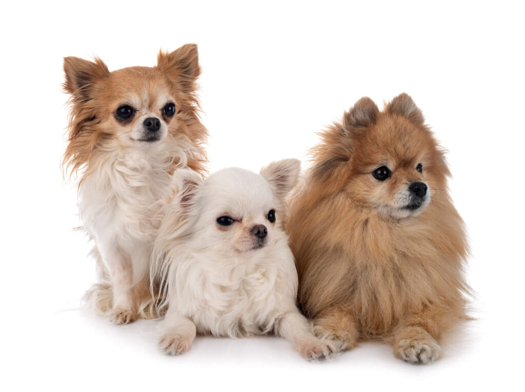 3 long-haired chihuahuas, 2 laying down and one sitting
