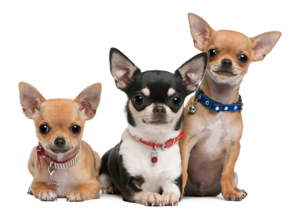 3 short-haired chihuahuas in a row wearing fancy colors