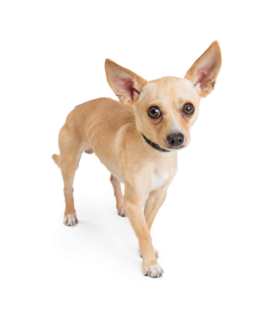 a tan chihuahua is standing and looking at the camera. there is a white background