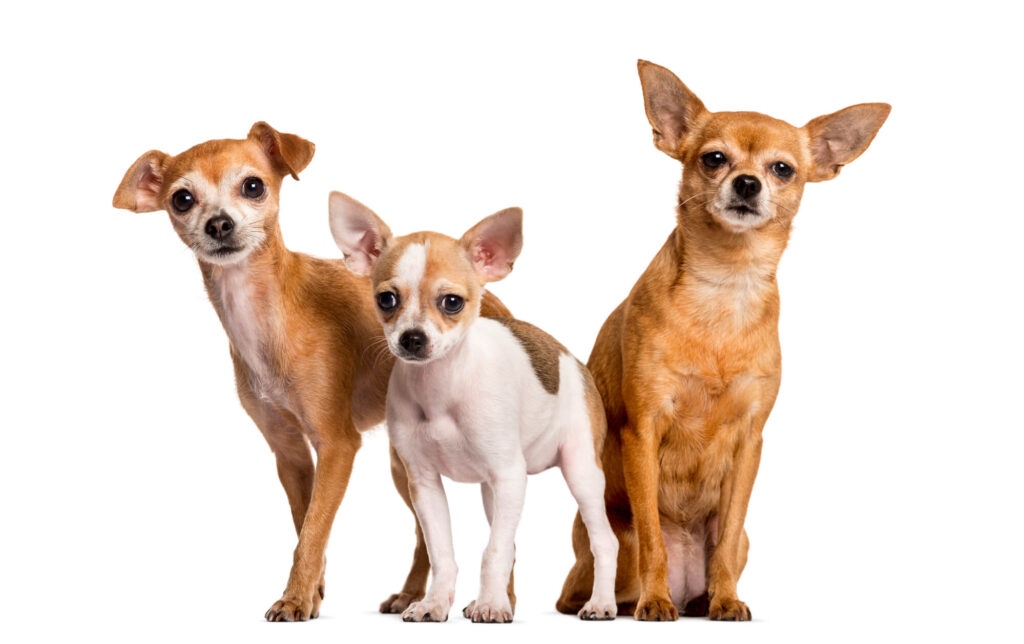 3 short-haired chihuahuas in a row with 2 standing and one sitting