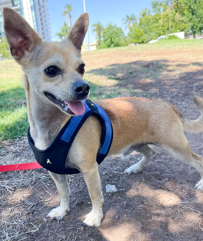 a tan deer head chihuahua is standing and looking away from the camera wearing a blue harness