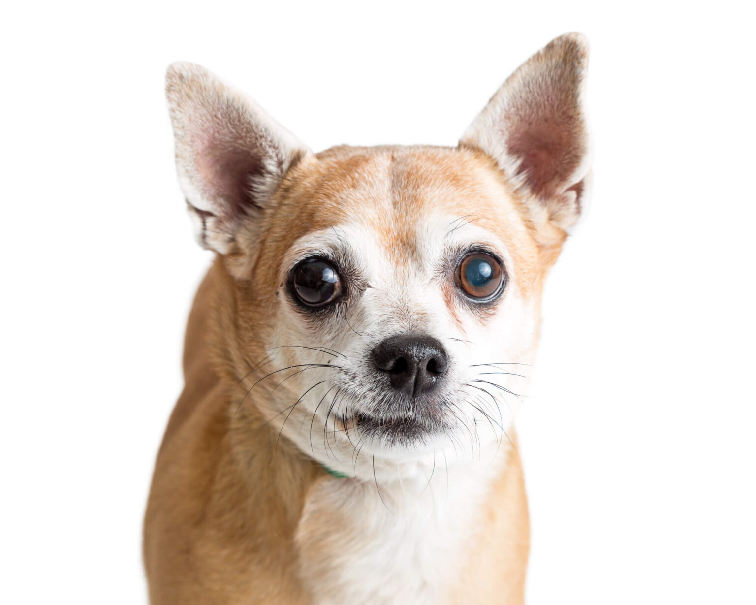 7 Types of Chihuahuas: Full Guide With Pictures