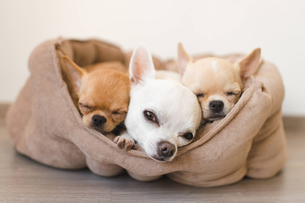 3 apple head chihuahuas are laying in the same dog bed