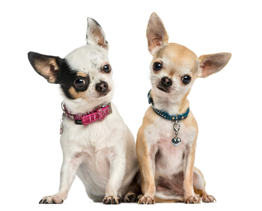 2 short haired apple head chihuahuas are sittting wearing fancy collars