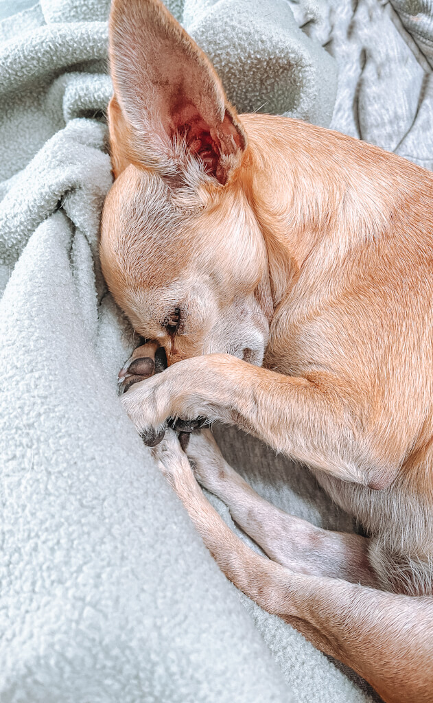 a tan chihuahua is sleeping on a light green blanket with his paws around his snout