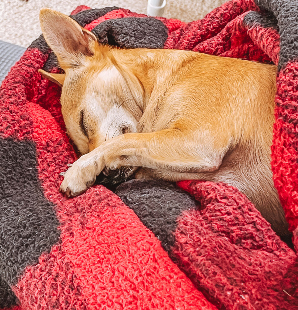 a tan chihuahua is sleeping on a red and black blanket with his paws around his snout