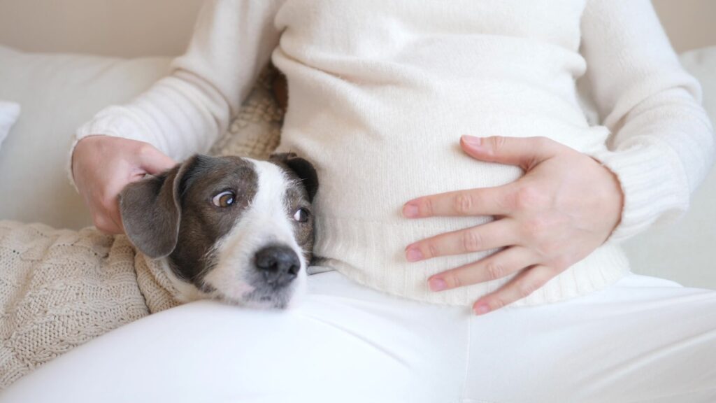 a dog with floppy ears wearing a cream sweater is lying on a pregnant woman's leg