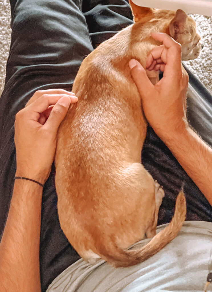 a tan chihuahua is lying on top of a man's legs