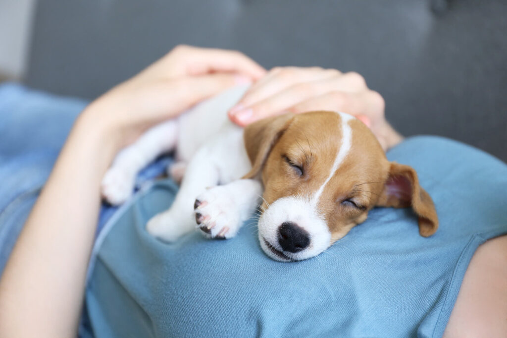 a tan and white puppy is laying on top of a woman sleeping