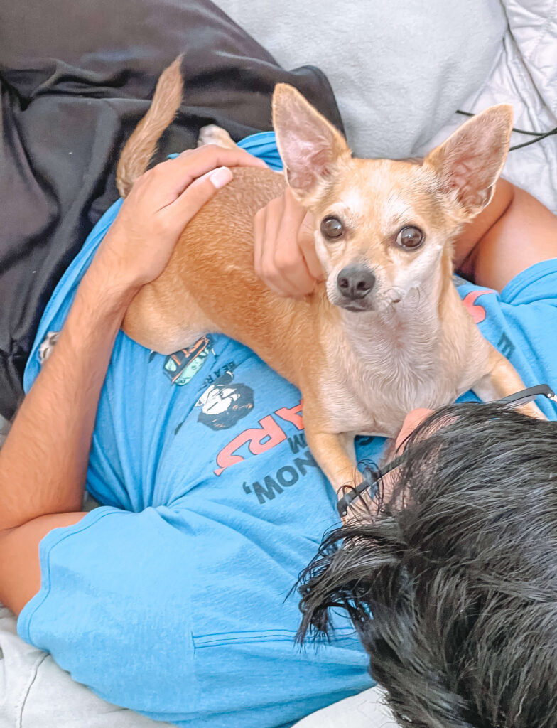 a tan chihuahua is looking up and laying on a man's stomach wearing a blue shirt