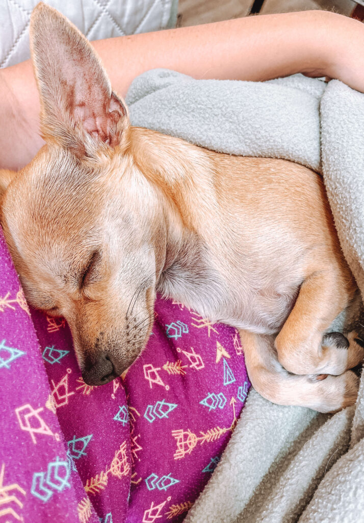 a tan chihuahua is tucked in with a green blanket sleeping on a woman's side
