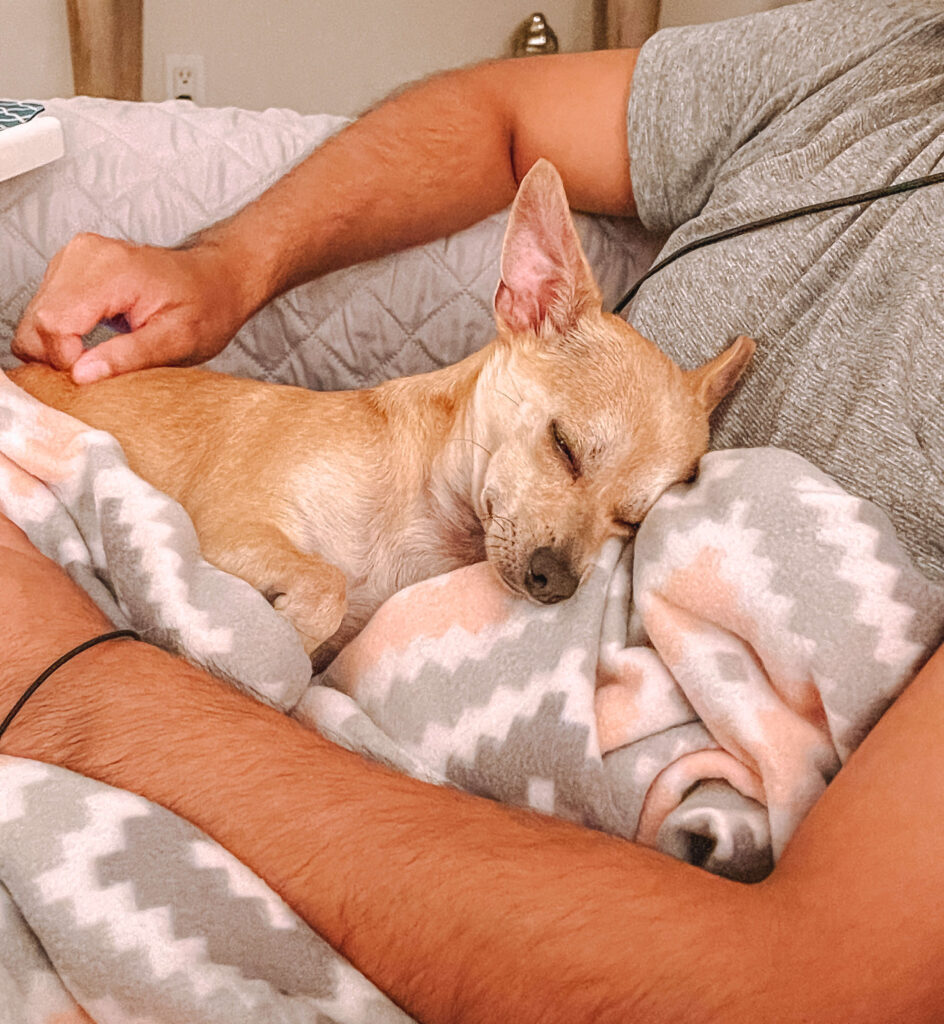 a tan chihuahua is sleeping on a man's side with a pink and gray blanket