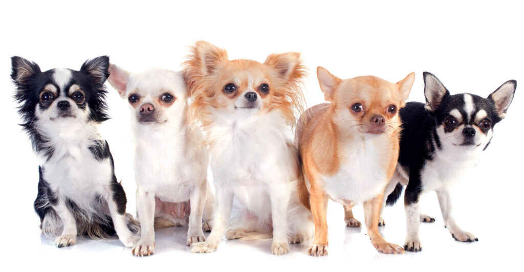 5 apple head chihuahuas are standing in a row, all different colors