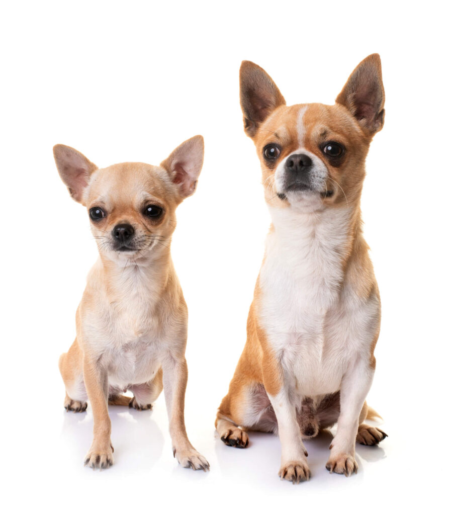 two tan and cream apple head chihuahuas are sitting with a white background
