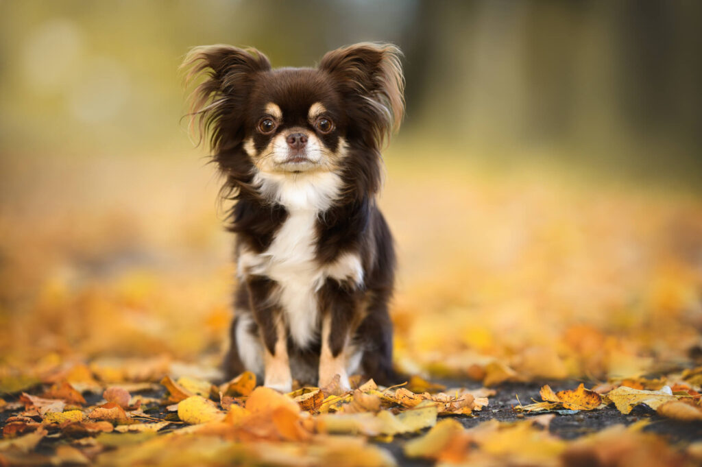 a chocolate and tan long haired apple head chihuahua is sitting on leaves