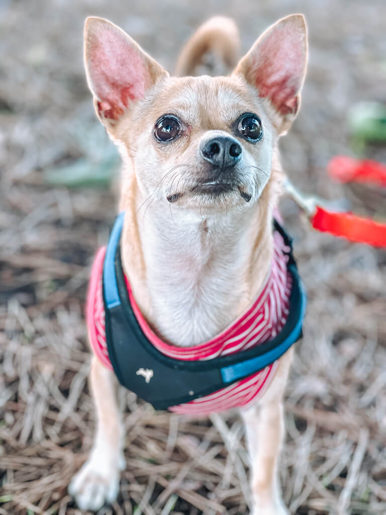 a tan chihuahua is staring up and wearing a red shirt with a blue harness