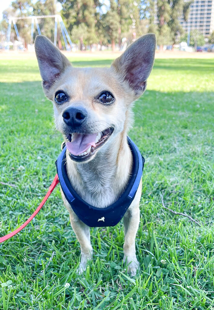 a tan chihuahua is standing in grass wearing a blue harness
