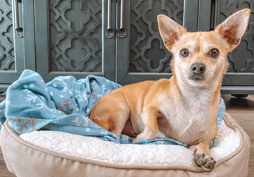 a tan deer head chihuahua is sitting in a dog bed with a blue blanket