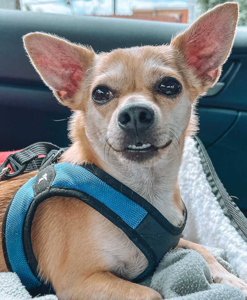 a tan chihuahua is lying down wearing a blue harness with his bottom teeth showing