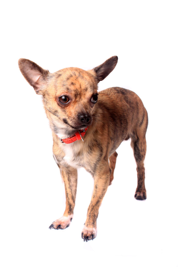 a small brindle chihuahua standing, one of the rare chihuahua colors