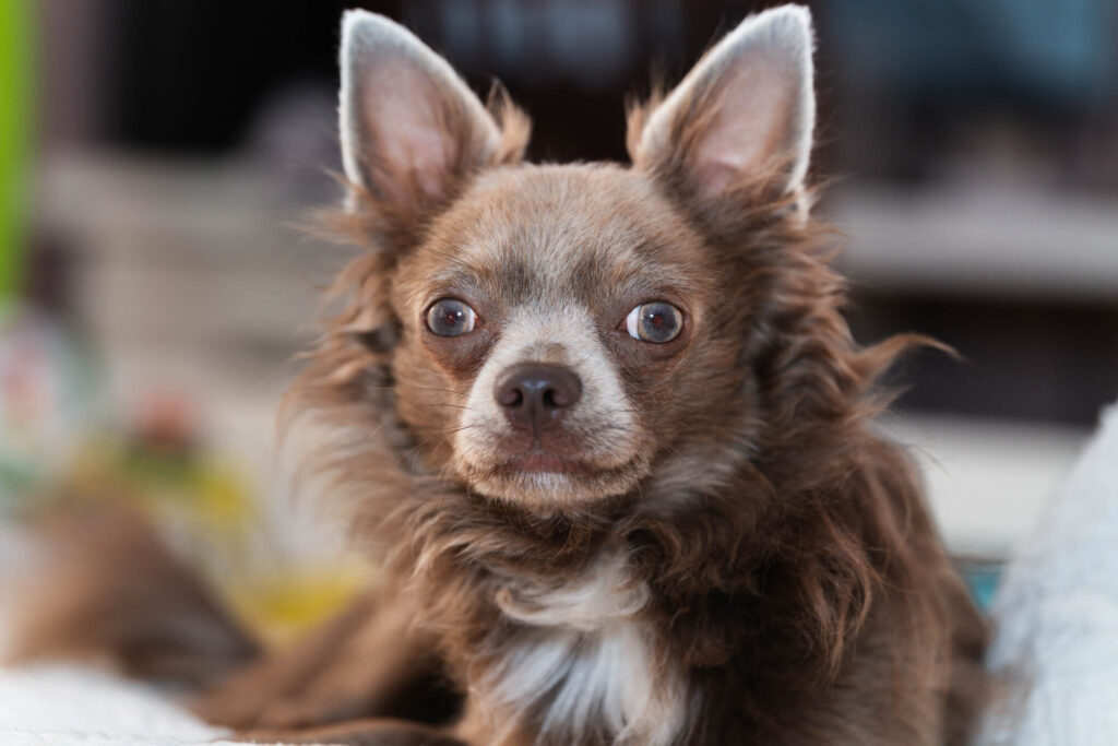 the face of a lavender long haired chihuahua, one of the rare chihuahua colors