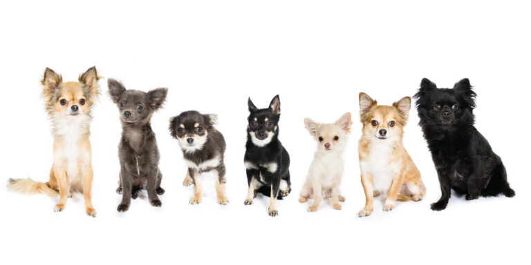 The 5 Rarest Chihuahua Colors + Pictures